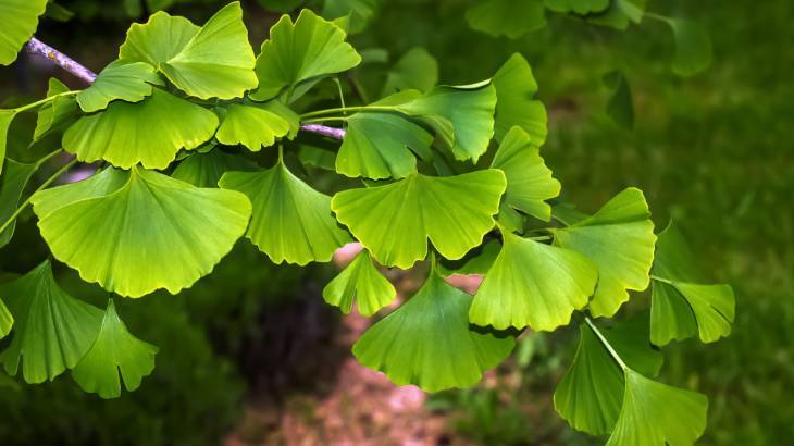 Ginkgo Biloba (Mabet Ağacı) Nedir?