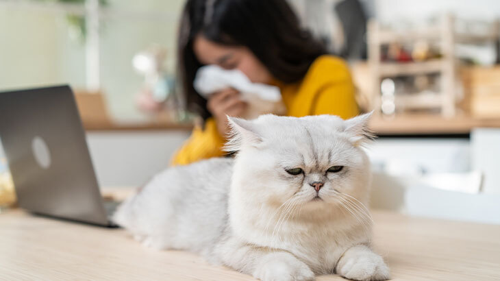 Kedi Alerjisi Nedir, Belirtileri Nelerdir? Kedi Alerjisi Nasıl Geçer?