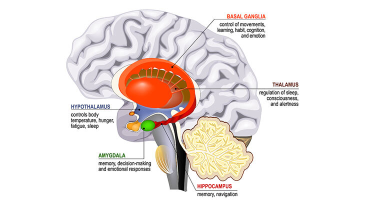 Limbik Sistem Nedir?