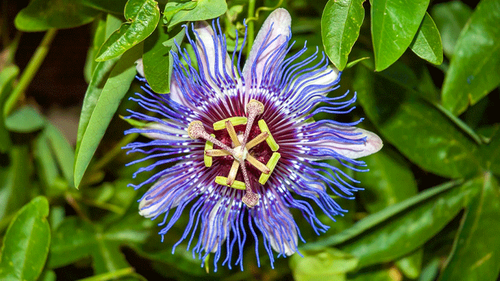 Passiflora Nedir? Faydaları ve Kullanım Alanları