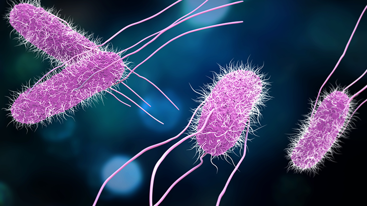 Salmonella Nedir?